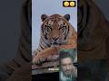 बाघों का असली डॉन साइबेरियन टाइगर🤯 #facts #animals  #siberiantiger​ #shorts​#factsinhindi ...!!!