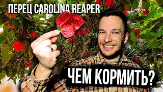 Кормление каролинского перца на кокосе. Какие удобрения любит перец? #carolinareaper #удобрения