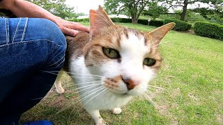 公園の芝生で野良猫がモフられに来たのでねこじゃすりでナデナデしてきた