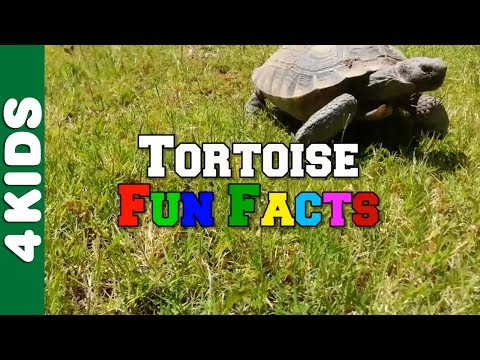 Video: Wat Zijn Landschildpadden?