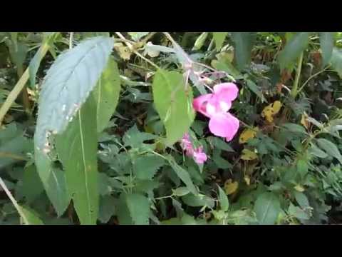 Himalayan Balsam - Impatiens glandulifera