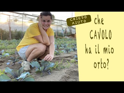 Video: Malattie Del Cavolo: Salvare Il Raccolto