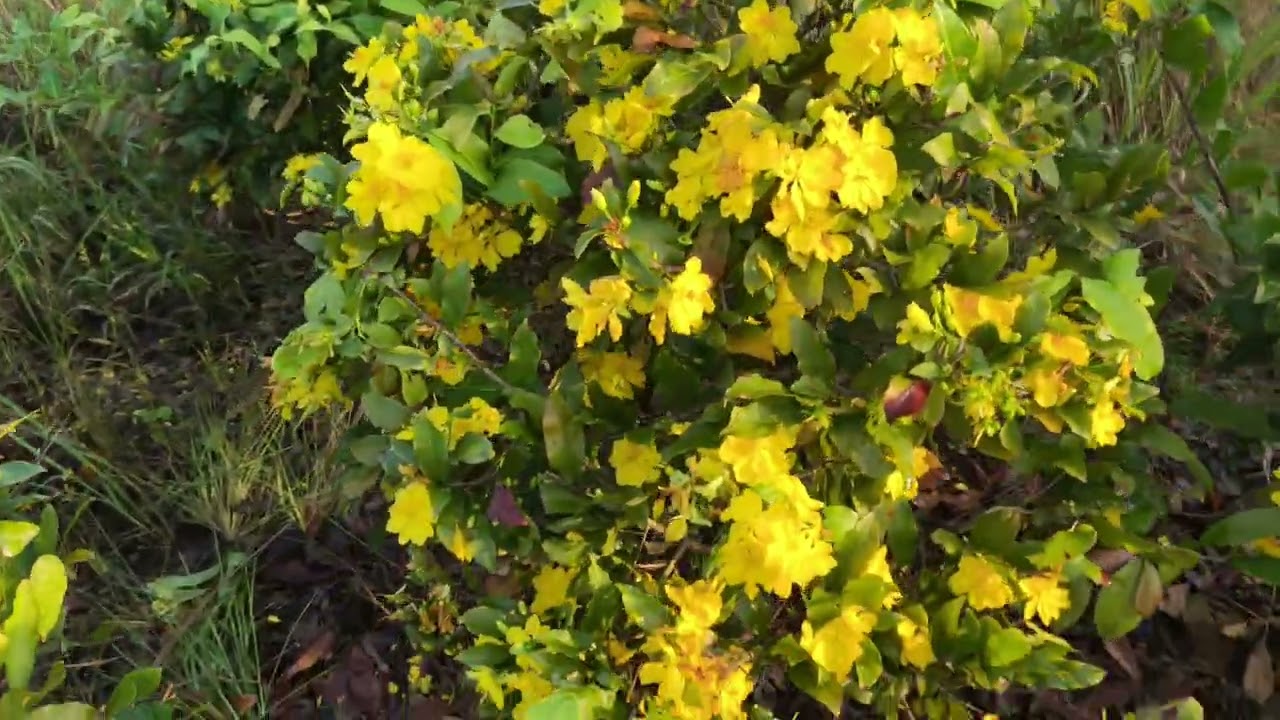 Giao Lưu Mặt Hoa. Liên Hệ: 0332558995