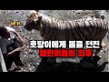 개빡쳐서 우리를 뛰어넘은 호랑이 :: 호랑이 Tatiana 사건