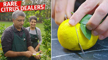 Où planter un citronnier yuzu ? Où planter un citronnier yuzu ?