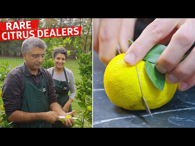 How a New Jersey Family Grows and Sells Yuzu to Michelin-Starred Restaurants — Vendors class=