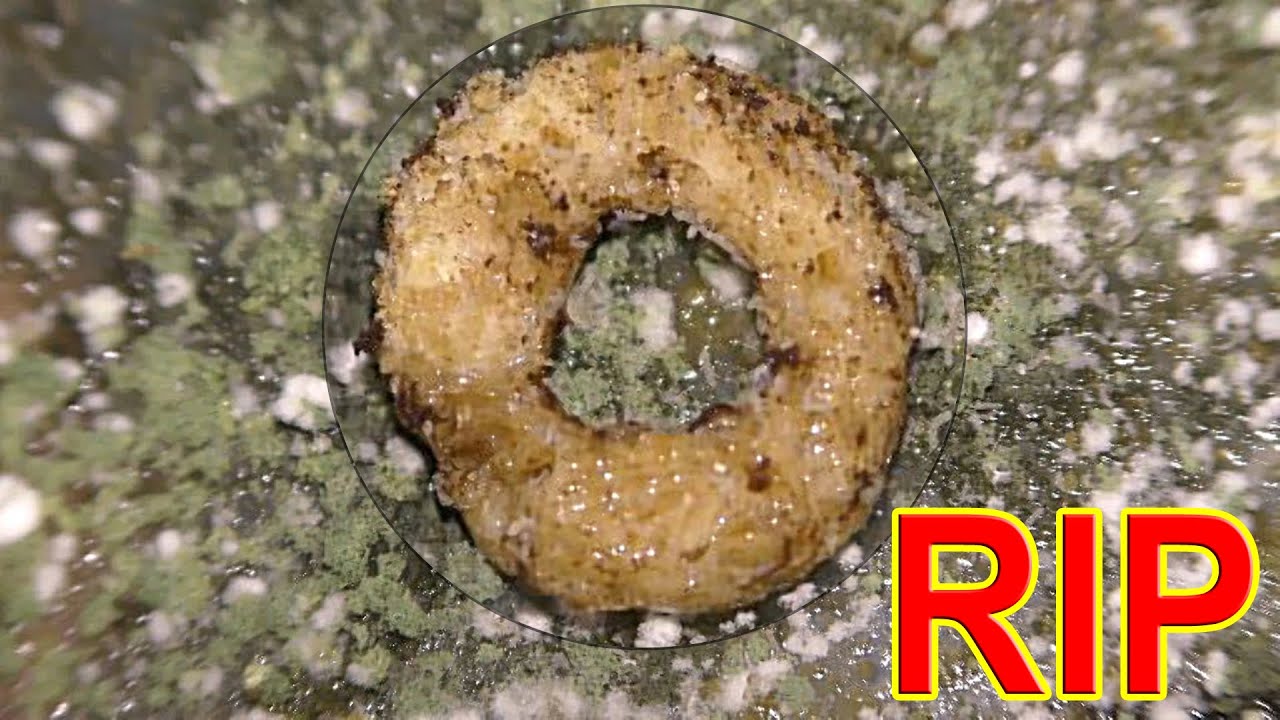 Springtails Don t Eat Mold YouTube Springtails Don t Eat Mold YouTube