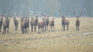 Archiwum 2017 .Ogromna chmara jeleni 70 byków !!! Niesamowity widok