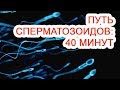 Путь сперматозоидов: 40 минут / Доктор Черепанов