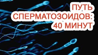 Путь сперматозоидов: 40 минут / Доктор Черепанов