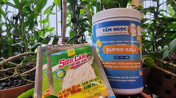 Chăm sóc phi điệp sau kích hoa tết | phong lan rừng pv