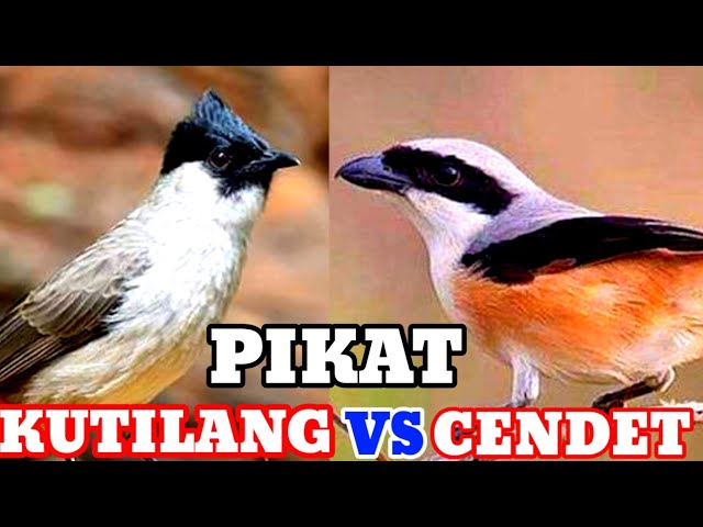 suara pikat burung cendet/Pentet kombinasi suara kutilang gacor (M&R Kicau mania) class=