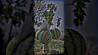 Lovely Cute Rabbit Bunny Sweet Rabbit