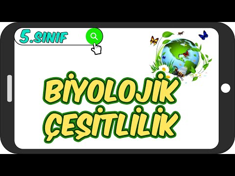 Video: Eğitimden Sonra Neden Alkol Kullanmamalısınız?