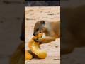 코브라 앞에서도 안 물러선 몽구스…한순간에 시작된 대치 🔥🦡🐍The mongoose didn’t back down from the cobra… instant showdown!