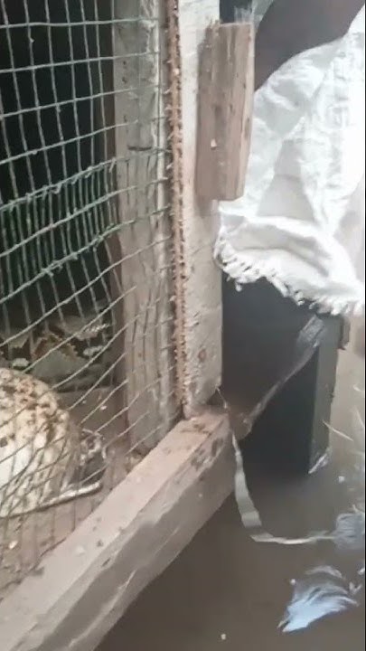 python in chicken coop #shorts - YouTube