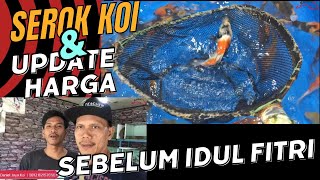Sebelum Idul Fitri Serok Koi sambil update Harga | Pasar Ikan Hias parung