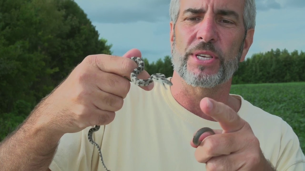 pet snakes and dogs Releasing Baby Black Rat & Black Racer