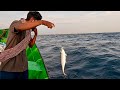 Catching Plenty of Horse Mackerel Fish in the Sea