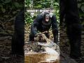 USA: GORILLA FIGHTS CROCODILE WITH STICK! 🦍🐊 #USAShorts #ShortsUSA #Gorilla