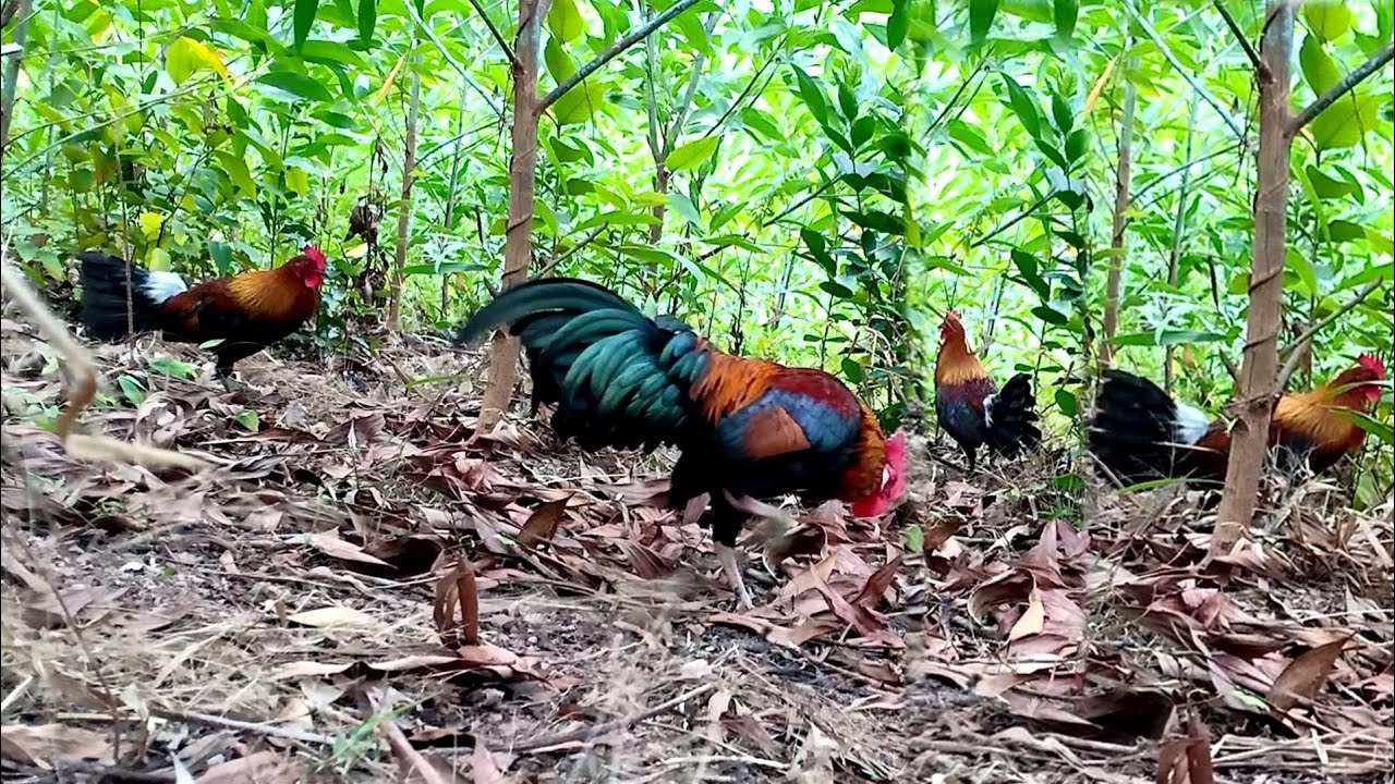 Bẫy gà rừng tai đỏ miền bắc mới nhất | Hoàng Thắng