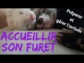 Accueillir un furet et prparer son arrive  les furets malins