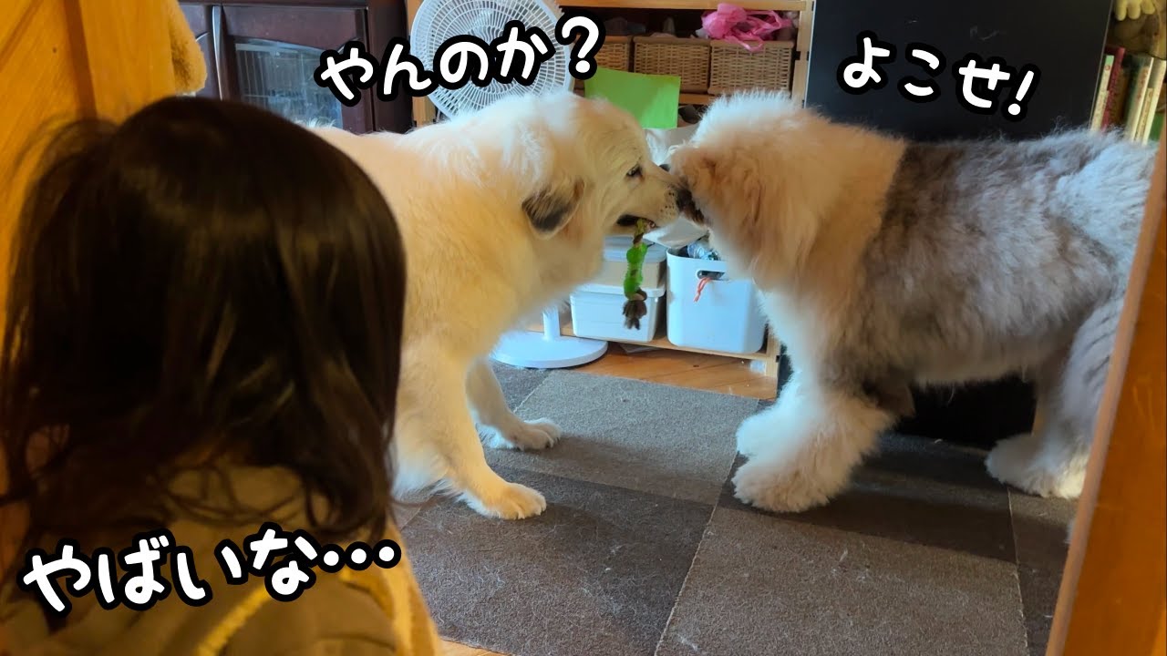 maxresdefault.jpg