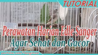 Perawatan Burung Edle Sanger Untuk Harian Sehat dan Tetap Gacor