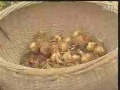 中华西红花种植技术视频 标清
