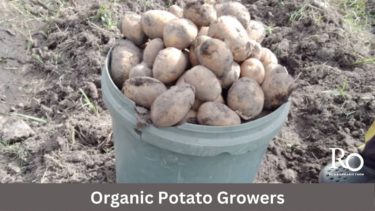 Organic Potato Growers How To Grow Organic Potatoes Regenerative organic-potato-growers-how-to-grow-organic-potatoes-regenerative