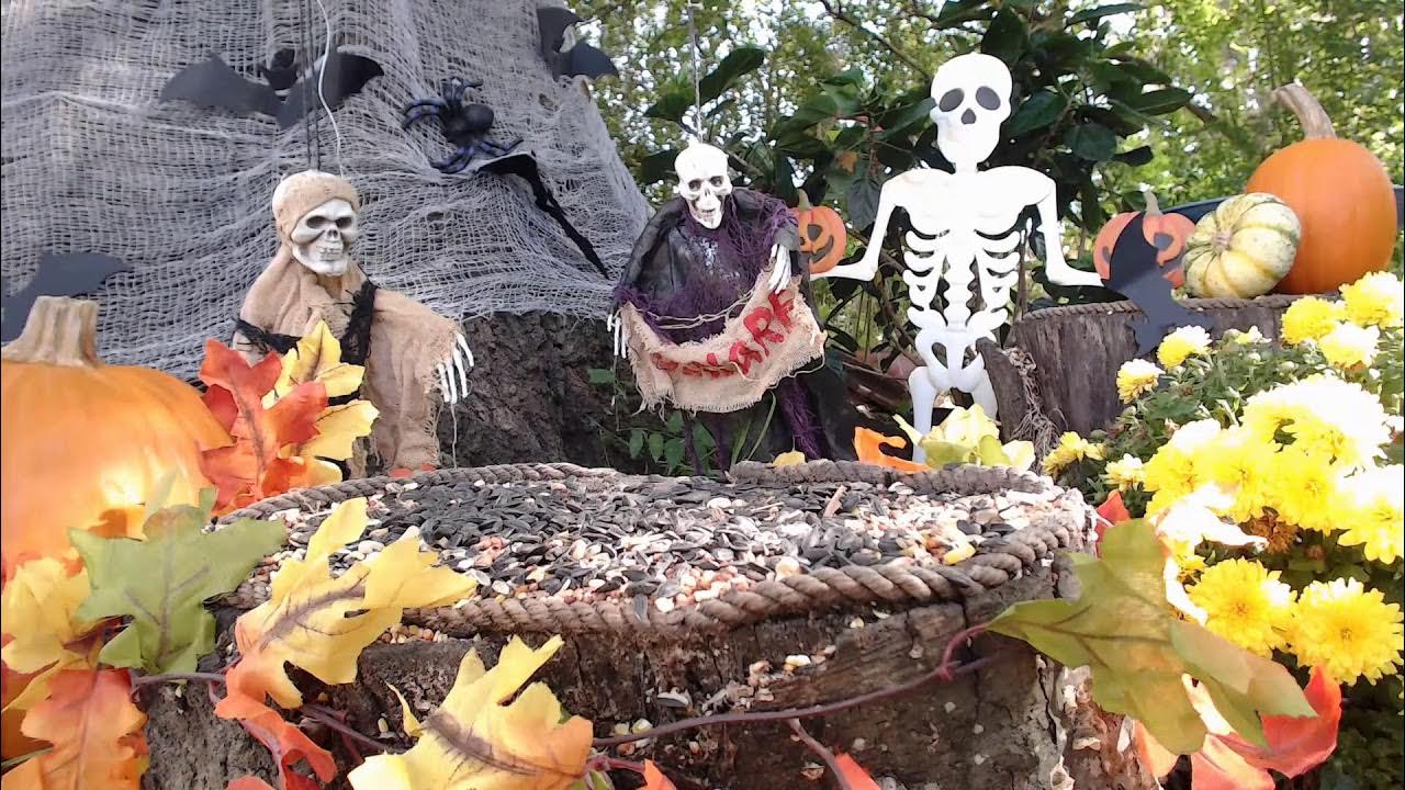 10/27/23 Live BirdFeeder & Squirrel Cam ( HD ) STREAMING SPOOKY
