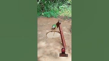 Amazing Quick Unique DIY Parrot Trapping Technique Using Cardboard Box and Axe #ytshorts #shorts