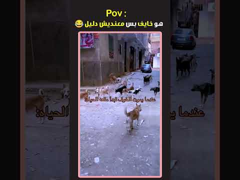 هيختفوا لو بتاع الكبده شافهم Tiktokviral Animals Viral الشعب الصيني ماله حل