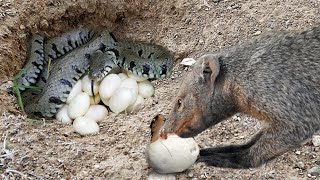 Mongoose Vs Snake In Big Battle  - Snake Laying Egg