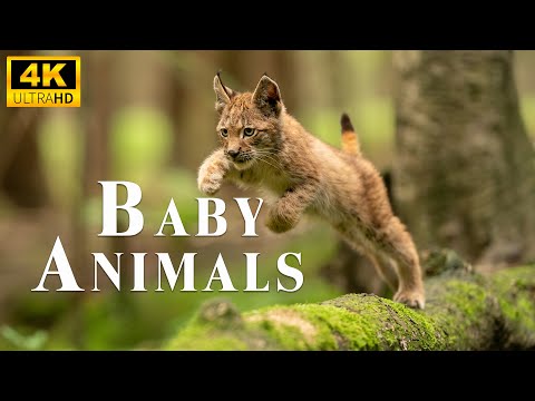 Baby Animals 4K - Amazing World Of Young Animals With Relaxing Music