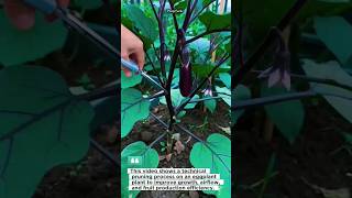 Eggplant Pruning Technique #gardening #farming #shorts