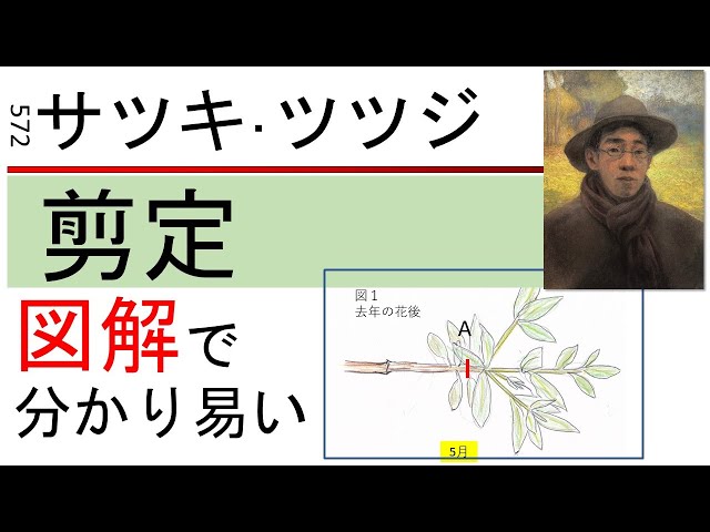 572 サツキ・ツツジ剪定（図解）Azalea pruning (illustrated)　miki3 class=