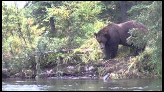 Grizzly Bear Destroying a Spruce Tree