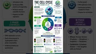Cell Cycle: Definition,Phase &amp;Checkpoint;Subscribeformoresuchvideo#cellcycle #mitosis #cellpolarity
