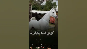 اسكت عنك وقلت لاباس 