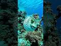 underwater fishing 🦦🎣 #fish #viral #shortvideo #ocean #shortviral