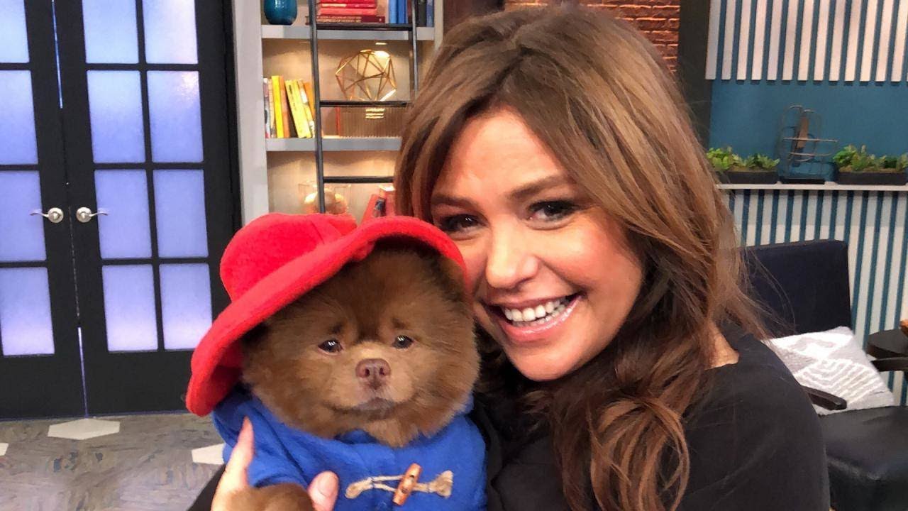 This Paddington Look-alike Went From Shelter Pup to Instagram Star | Rachael Ray Show