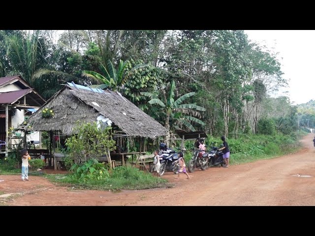 Jalan masih tanah, Suasana tenang dan damai di kampung Dayak desa class=