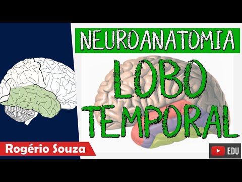 LOBO TEMPORAL (Aula Nova) - Neuroanatomia Funcional com Rogério Souza
