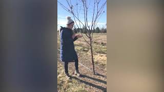 How to Search, Find, and Collect Insect Eggs
