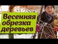 ОБРЕЗКА ПЛОДОВЫХ ДЕРЕВЬЕВ ОТ А ДО Я.  Правила, сроки, секреты