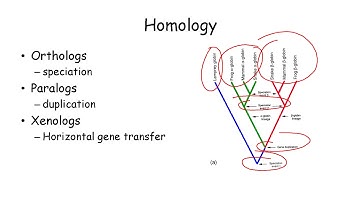 Sequence Similariity and Alignment