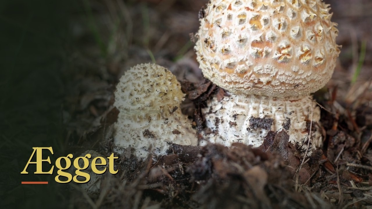 Lektion 5: Ægget