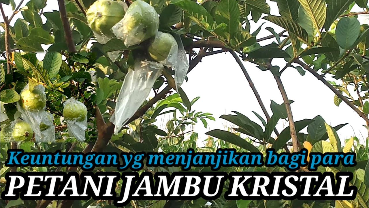 SANGAT BESAR KEUNTUNGAN BUDIDAYA JAMBU KRISTAL