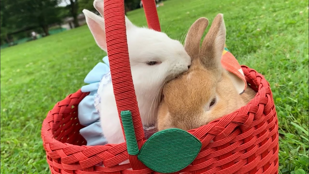 ヒカ 月うさぎ他 68③ 【♂うさぎ多頭飼い】雄うさぎ2匹が仲良く散歩!仲良い姿が